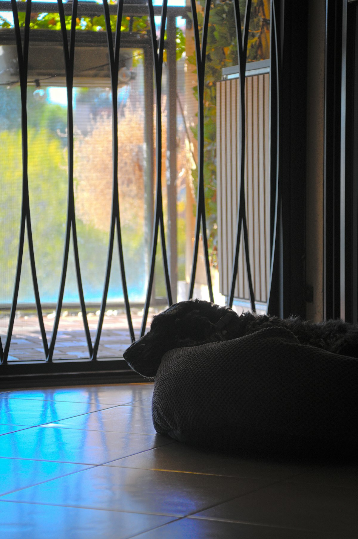 Koira lepää ikkunan vieressä, ulkona näkyy puita